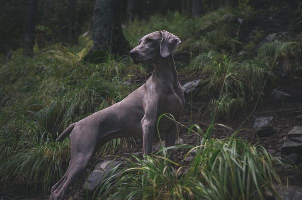 Photo of a dog in the woods.