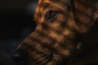 Photo of a dog in light and shadow.