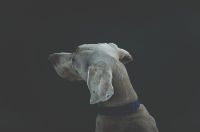Photo of a dog looking left.